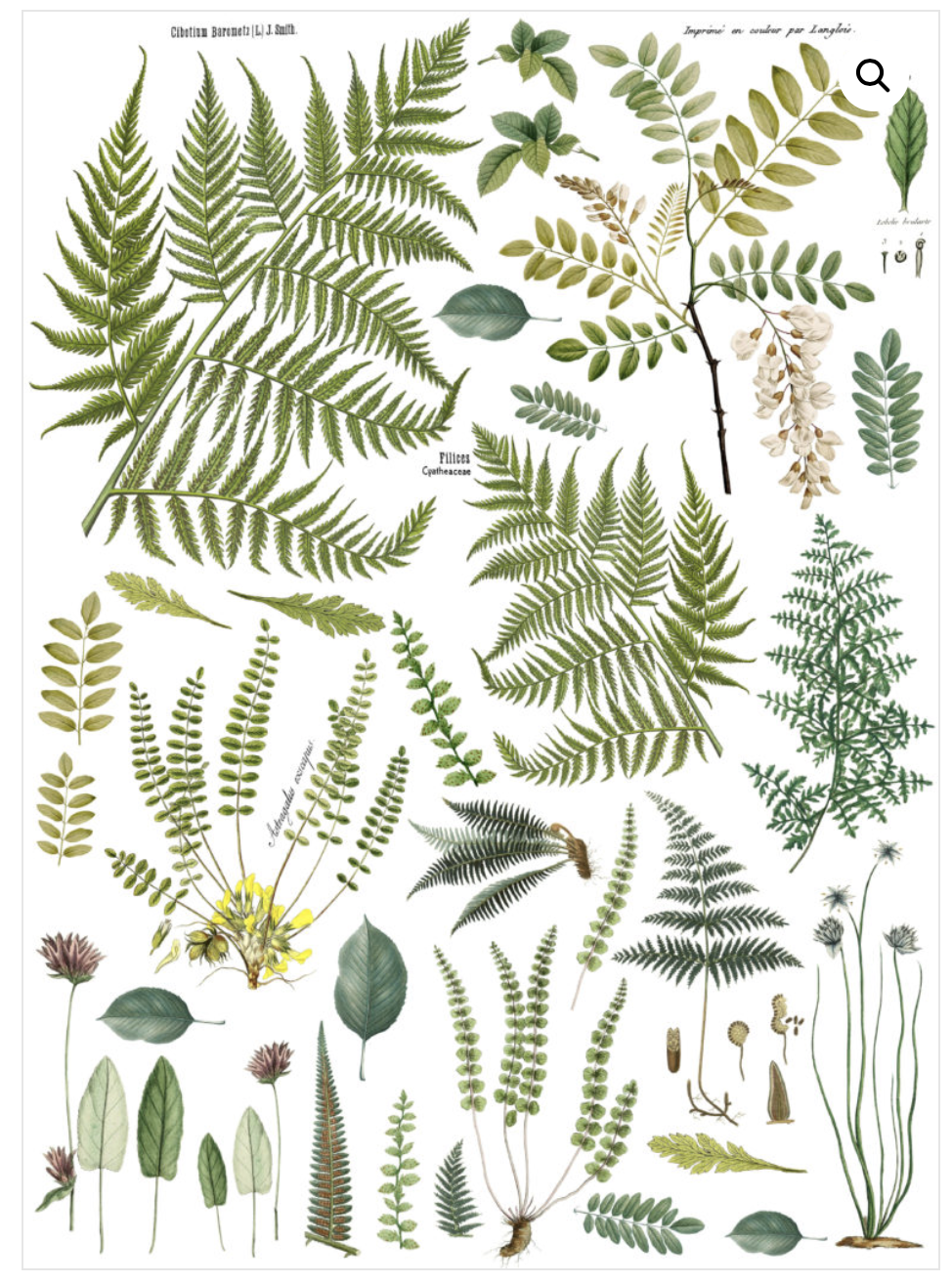 Frond Botanical