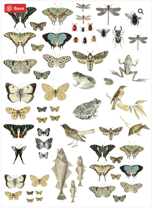 Entomology Etcetera