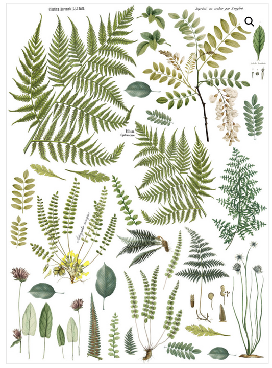 Frond Botanical